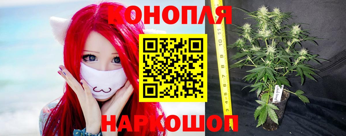 Шишки марихуана OG Kush Вольск
